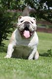 BULLDOG ANGLAIS 037